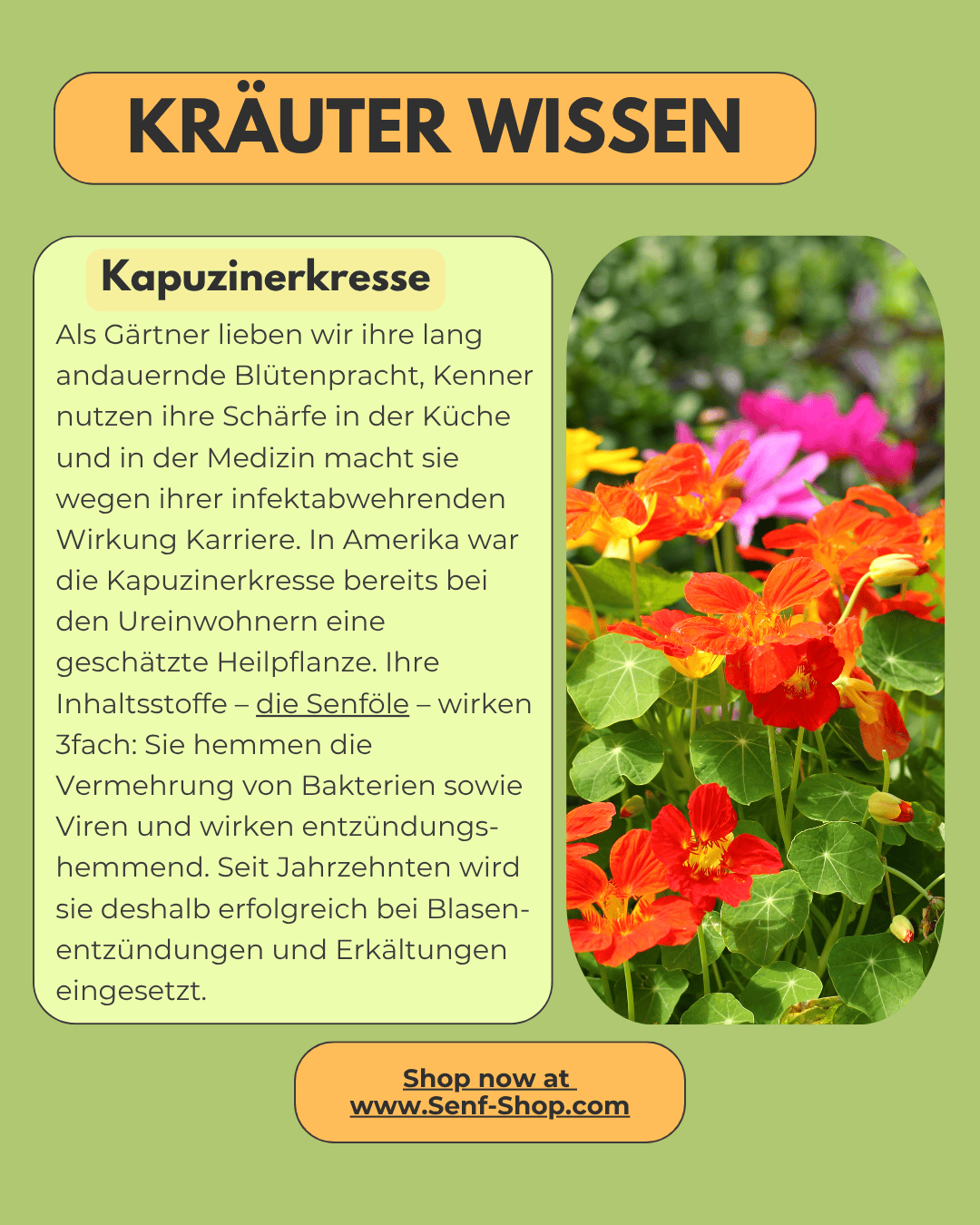 Pesto - mit Salbei oder Garten-Kräutern