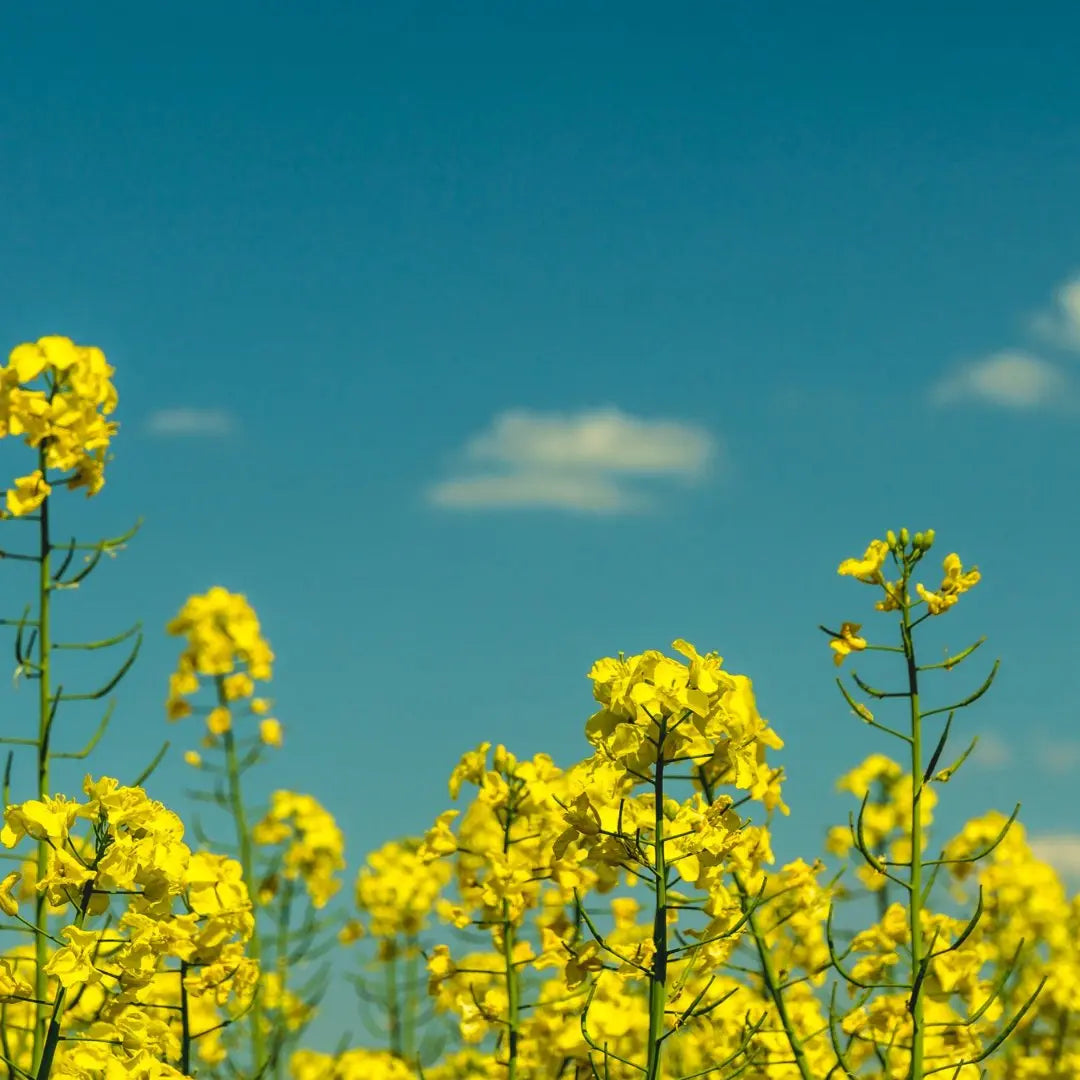Buchung Senf - Führung - senf - shop.com