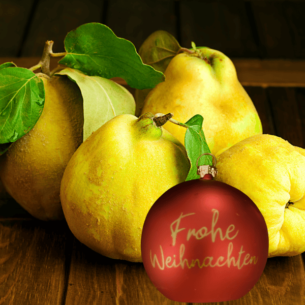 Frische goldgelbe Quitten mit einer roten Weihnachtskugel davor, Symbol für herbstlichen Genuss und den Beginn der Adventszeit in der Quedlinburger Senf-Manufaktur.