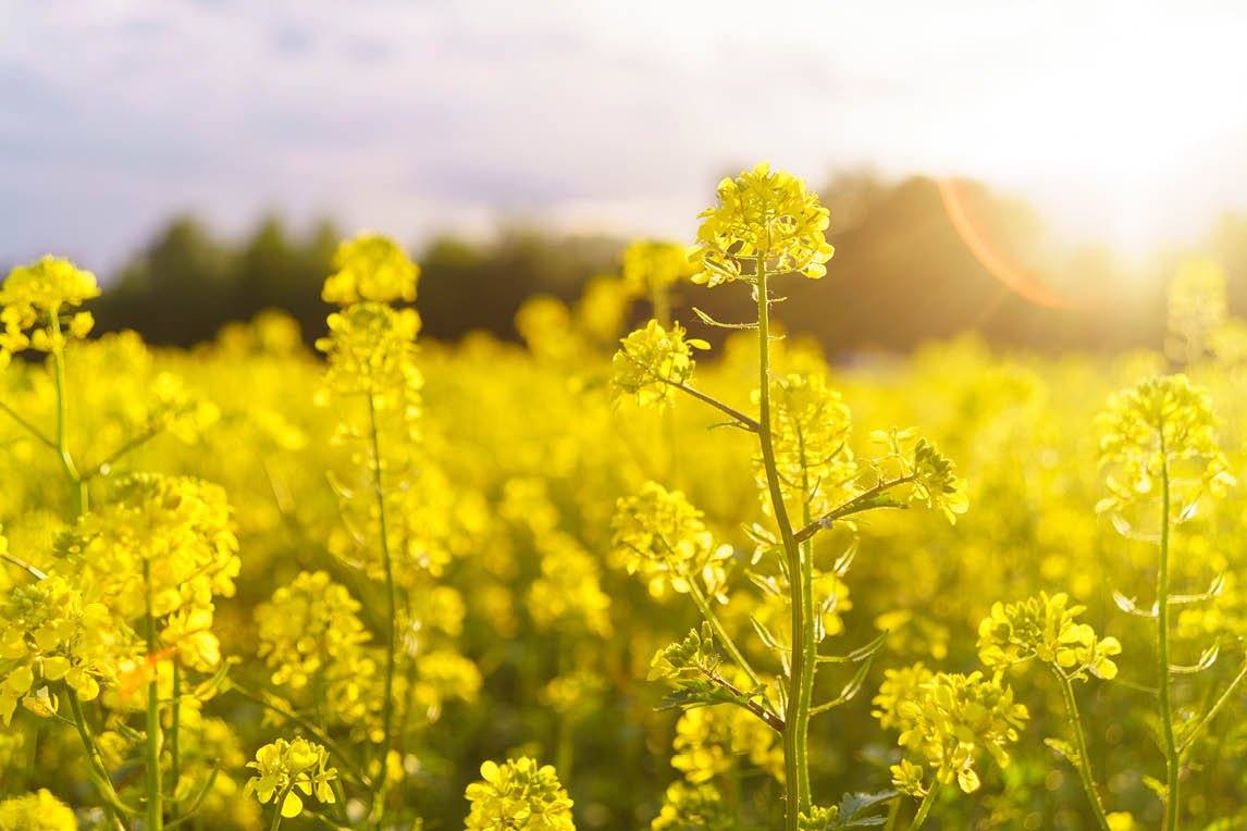 Vegane Produkte aus unserer Senf-Manufaktur - senf-shop.com
