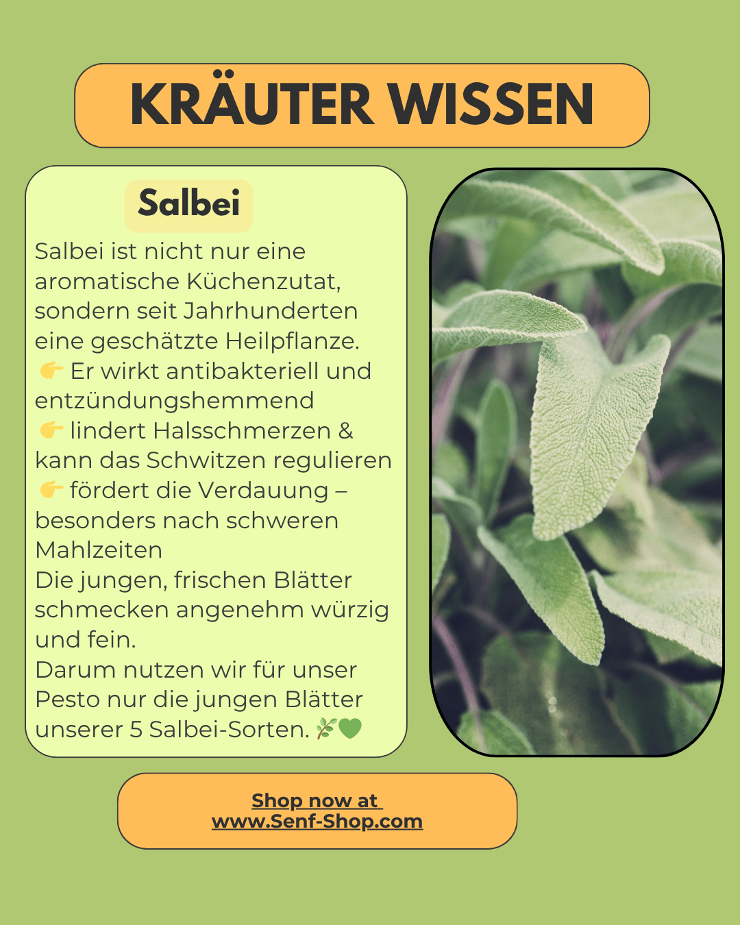 Pesto - mit Salbei oder Garten-Kräutern